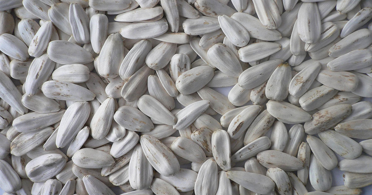 white sunflower hearts