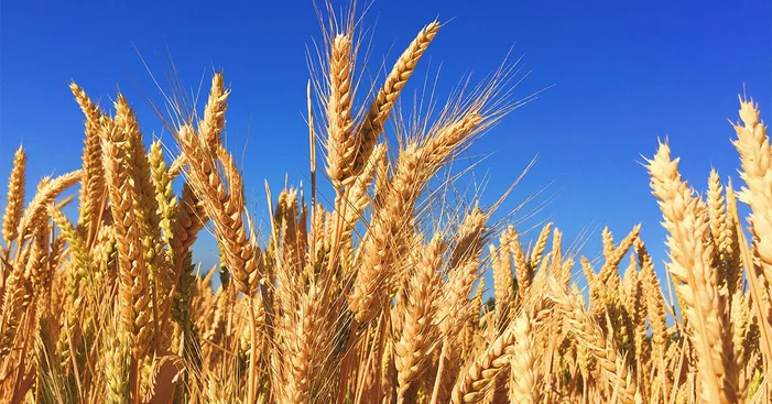Difference-between-kamut-and-common-wheat