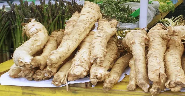 History-of-horseradish-root