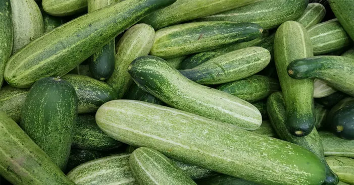 How-to-buy-the-best-cucumbers