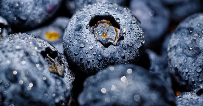 How-to-choose-blueberries-for-dehydration