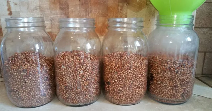 How-to-store-sorghum-seed