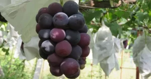 Korean-grapes