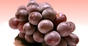 Korean-kyoho-grapes