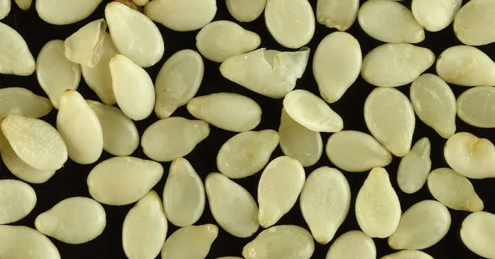 Nutrients-in-sesame-seeds