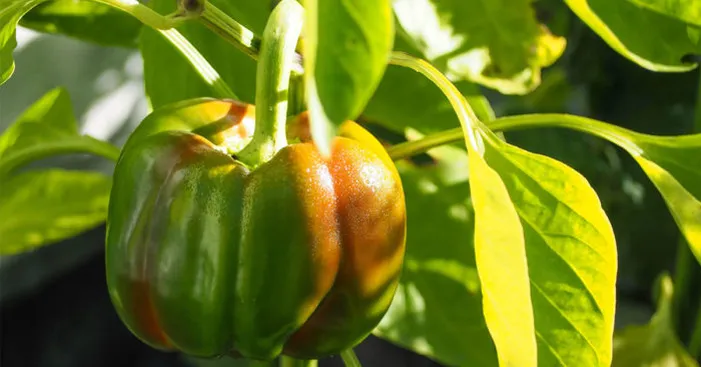 Plant-classification-bell-pepper-is-a-fruit