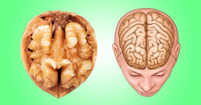 Similarities-between-walnuts-and-the-human-brain