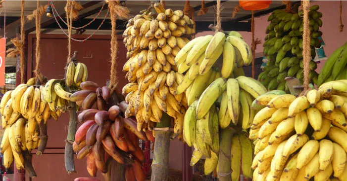 Storing-bananas