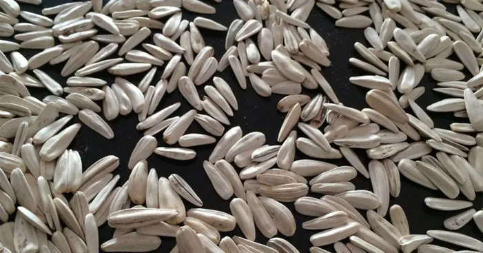 Sunflower-seeds-possible-side-effect