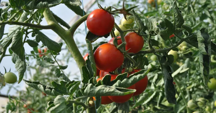 When-tomatoes-were-first-discovered