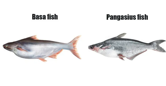 basa-fish-vs-pangasius