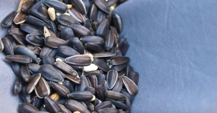 benefits-of-black-sunflower-seeds
