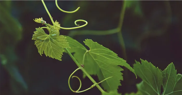 benefits-of-grape-leaves