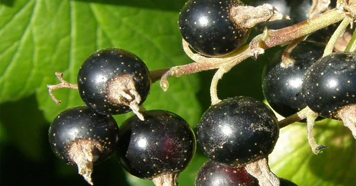 black-currant-overview-1