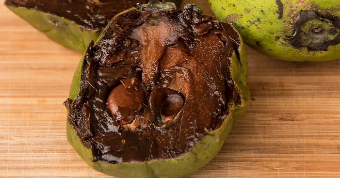 black-sapote-nutitional-values-and-health-benefits