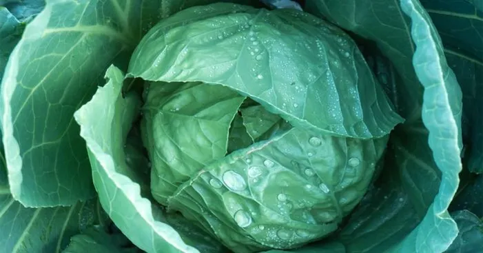 botanic-definition-of-cabbage