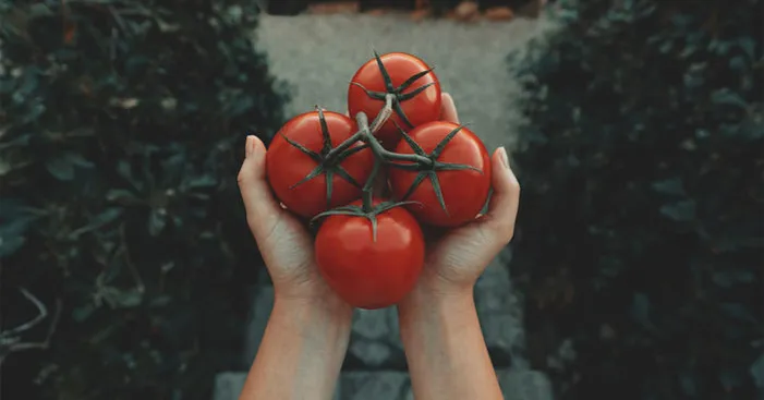 buying-tomatoes