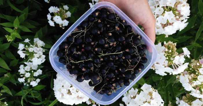 cassis-fruit-nutritional-values-and-health-benefits