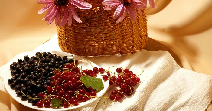 cassis-fruit-varieties