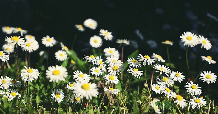 chamomile-benefits-and-nutritional-values