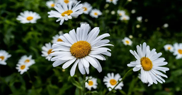 chamomile-overview