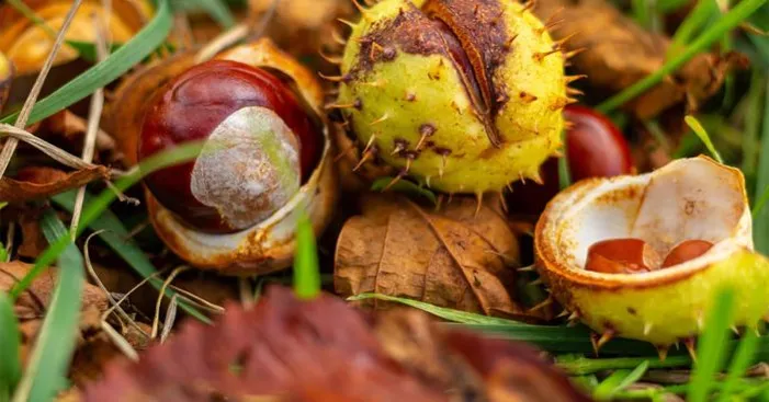 difference-between-chestnuts-and-crazy-chestnuts