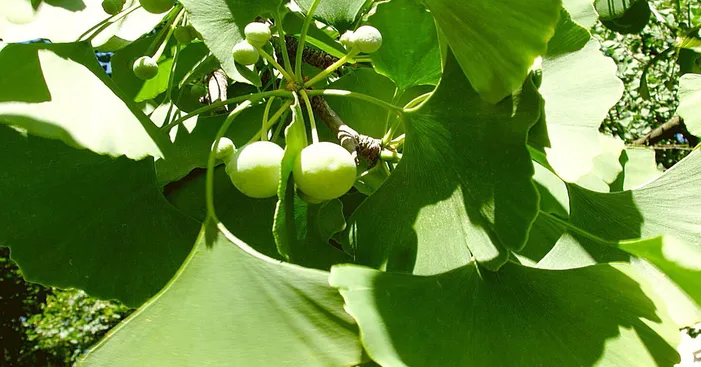 difference-between-ginkgo-nuts-and-peanuts