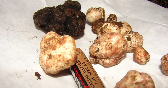 difference-between-white-truffle-and-black-truffle