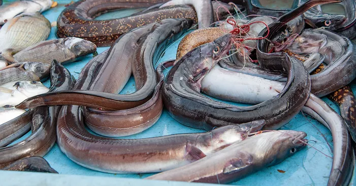 eel-meat-overview
