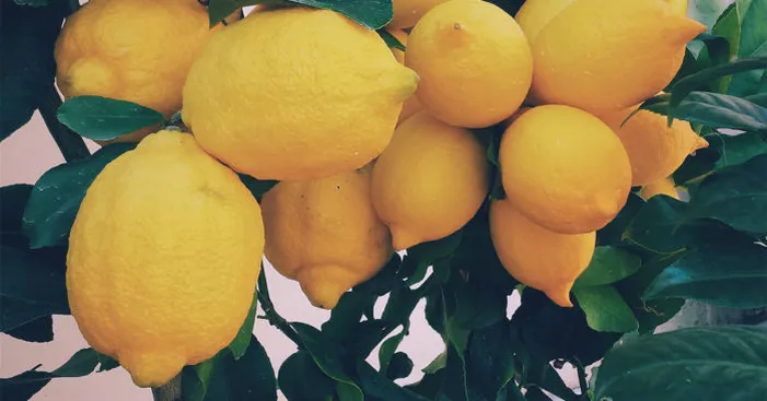eureka-lemons-made-it-to-the-usa