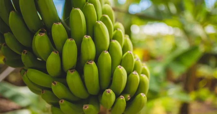 facts-about-green-bananas