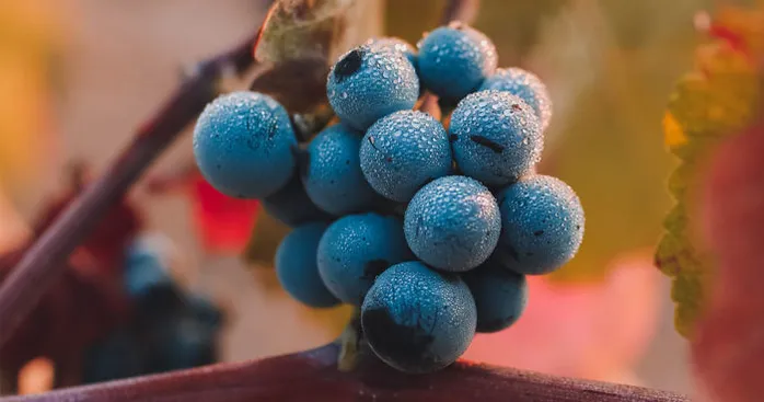 fresh-grapes