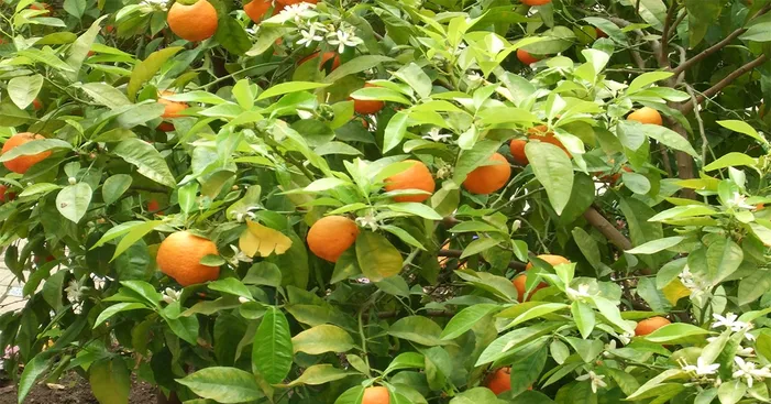 general-facts-about-calamondin