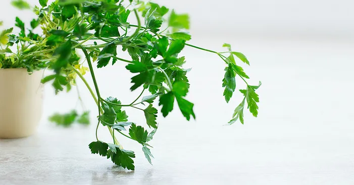 general-facts-about-italian-parsley