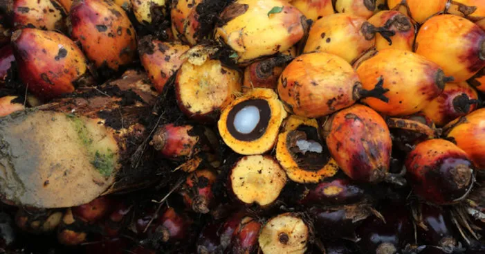 general-facts-about-palm-oil