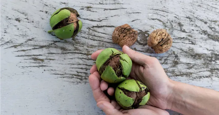 green-walnuts