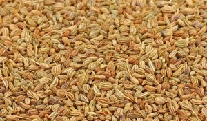 history-of-carom-seeds