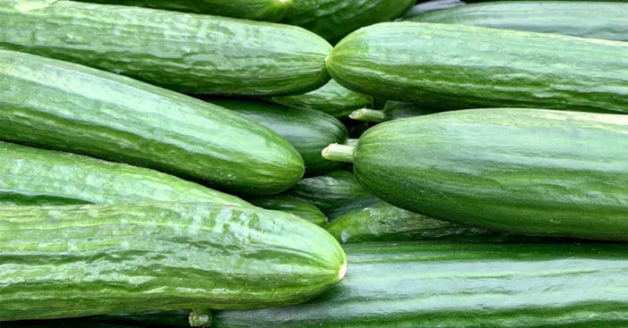 history-of-cucumber
