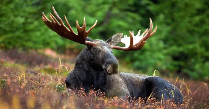 history-of-moose-meat-consumption