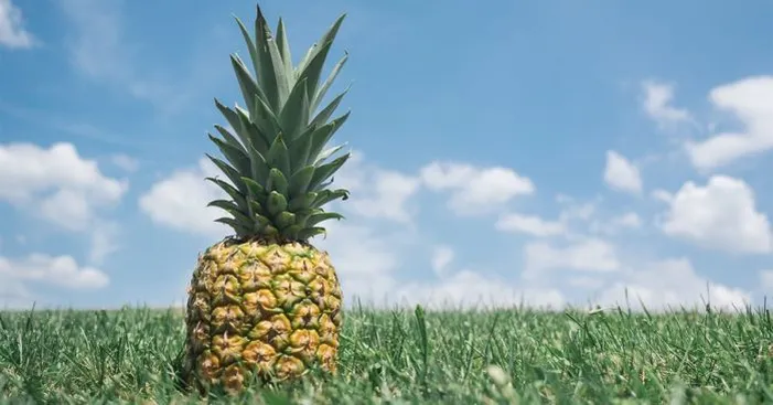 history-of-pineapple