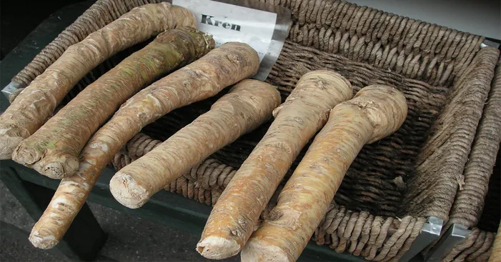 horseradish-root