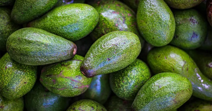 how-many-avocados-varieties-are-there