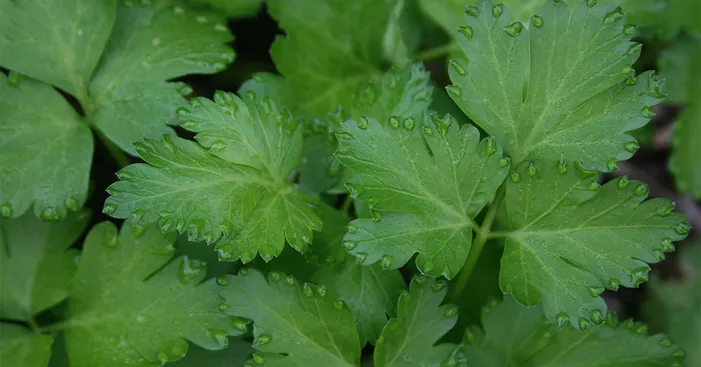 italian-parsley-historical-overview