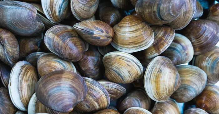 little-neck-clams
