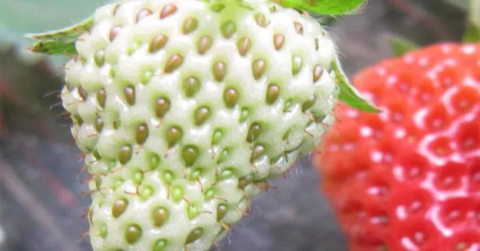nutritional-composition-of-pineberries