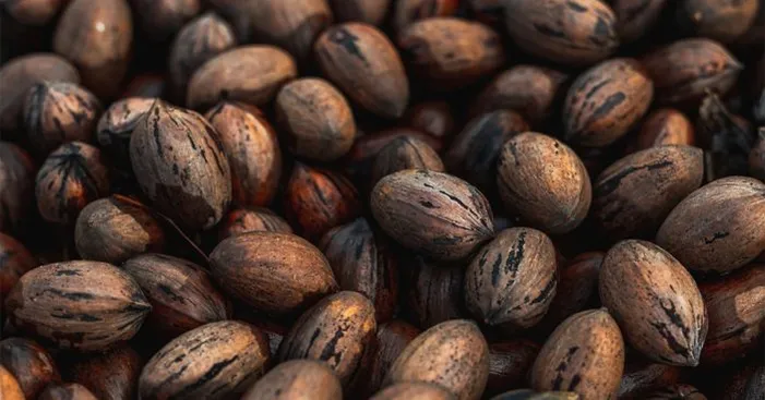 pecan-benefits-and-side-effects-1