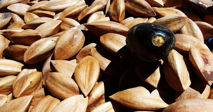 pili-nuts