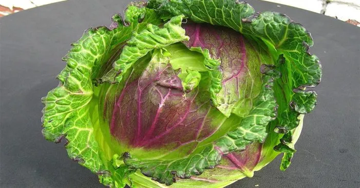 pontoise-cabbage