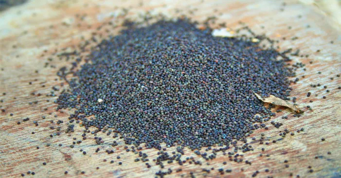 poppyseed-health-benefits-and-nutritional-data