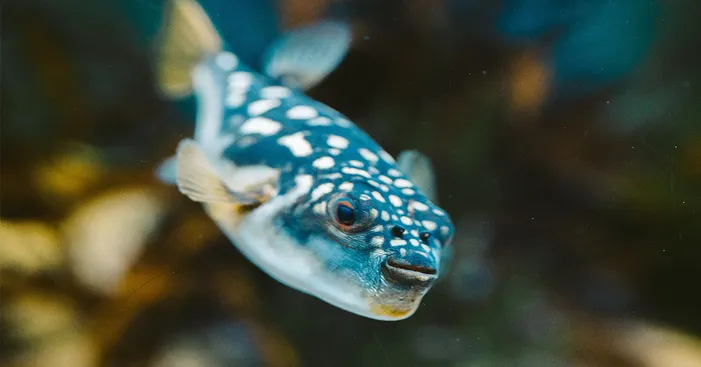 popular-fugu-fish-types
